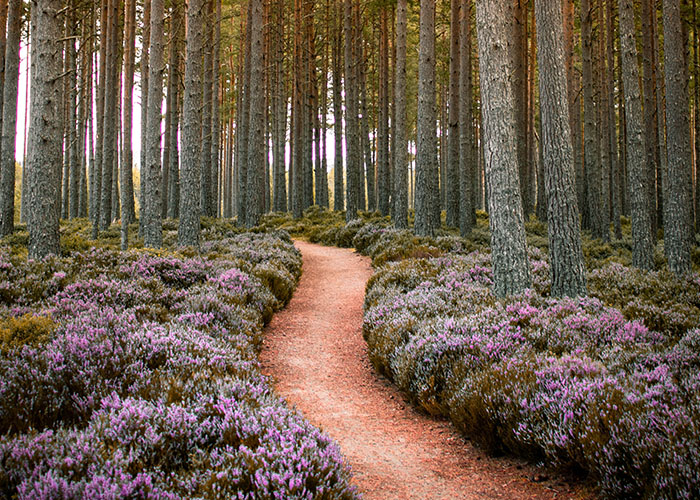 A path through trees and purple flowers